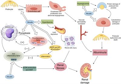 Research progress on the treatment of diabetic nephropathy with leech and its active ingredients